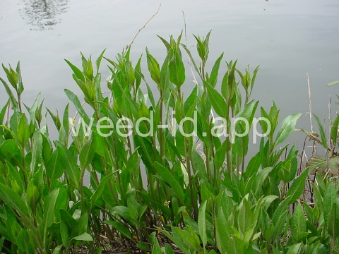 pepperweed, perennial